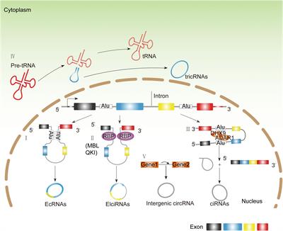 Circular RNAs Sparkle in the Diagnosis and Theranostics of Hepatocellular Carcinoma